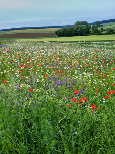 KI generiert: Das Bild zeigt eine blühende Wiese mit zahlreichen bunten Wildblumen, darunter rote Mohnblumen und weiße Margeriten. Im Hintergrund sind sanft geschwungene landwirtschaftliche Felder und Bäume zu sehen.