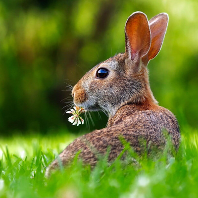 Osterhase mit Klee