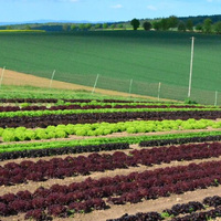 Salate auf dem Acker