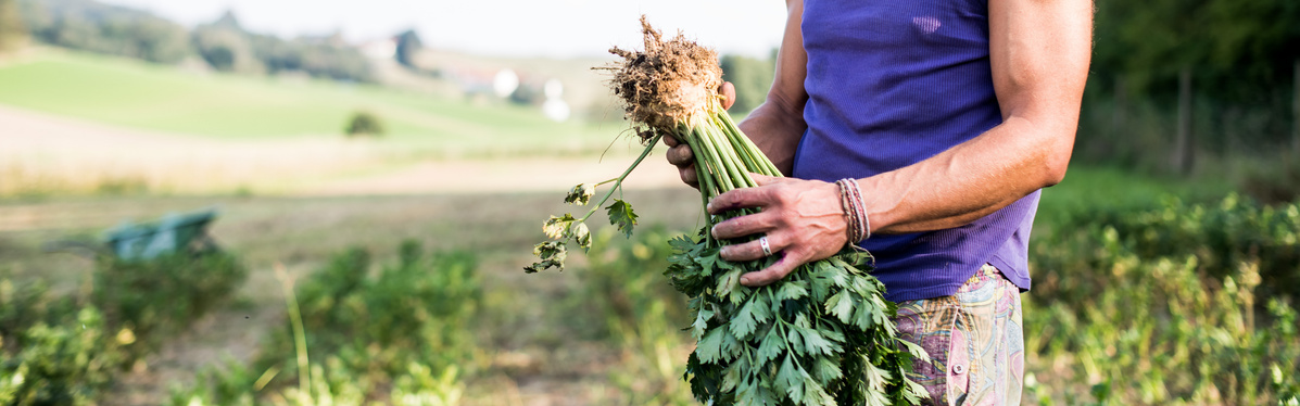 Knollensellerie auf dem FEld