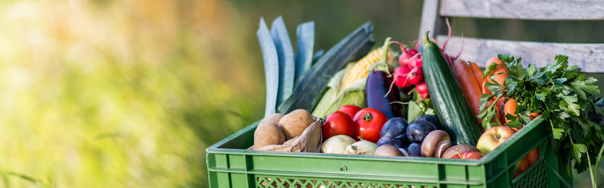 KI generiert: Ein Korb mit frischem Gemüse und Obst steht im Freien auf einem Stuhl.