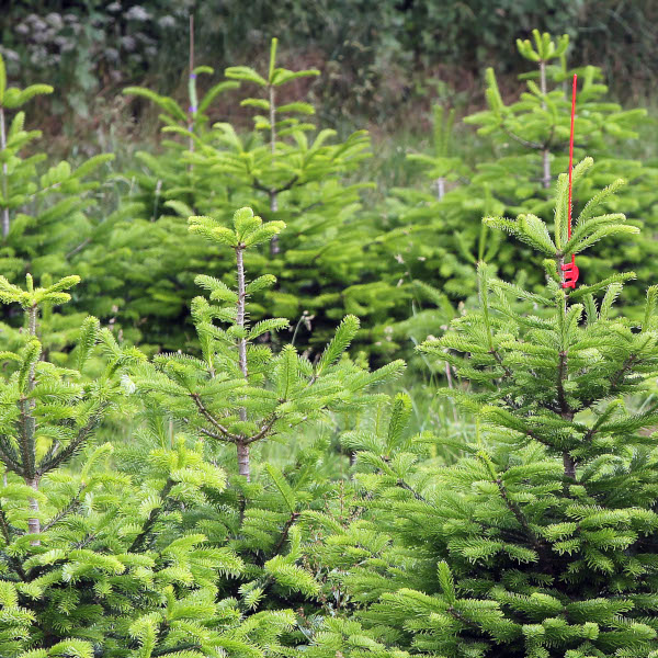 KI generiert: Mehrere kleine Tannenbäume, ein Baum hat ein rotes Band als Markierung.