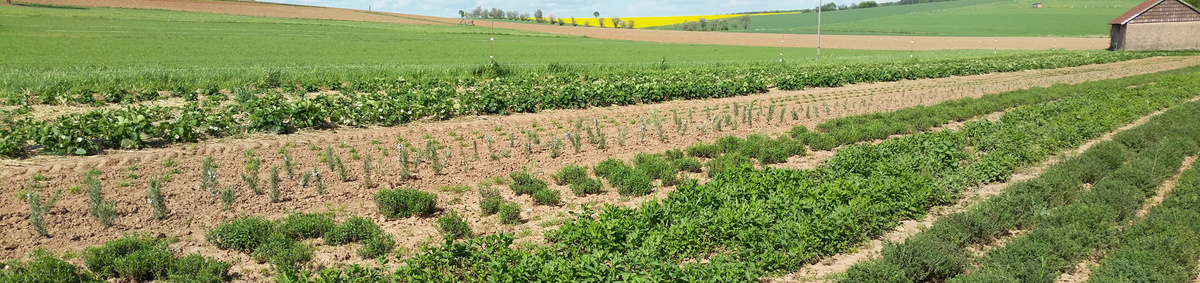 KI generiert: Grüne Felder mit Reihen von Pflanzen und einem Gebäude im Hintergrund unter blauem Himmel.