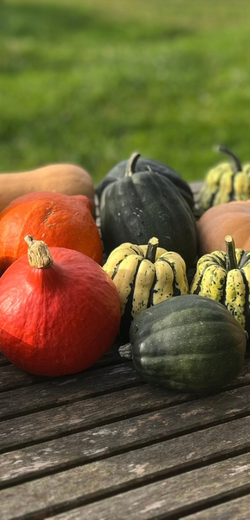 Produktfoto zu Kürbis allerlei