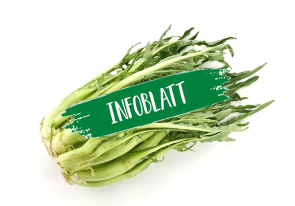 Produktfoto zu Infoblatt Puntarelle