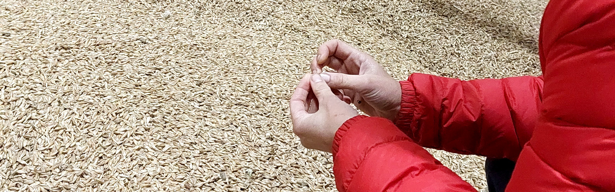 Getreide wird begutachtet