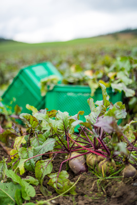 KI generiert: Rote Beete-Pflanzen im Vordergrund, grüne Kisten im Hintergrund auf einem Feld.