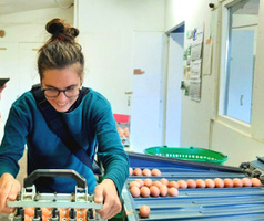 Eierstempeln Gallina 