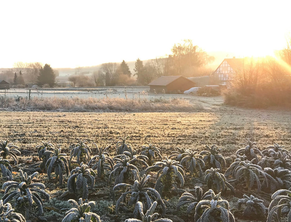 KI generiert: Verschneiter Gemüseacker in ländlicher Umgebung bei Sonnenaufgang.