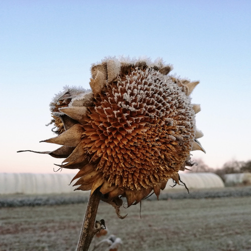 KI generiert: Das Bild zeigt ein Feld mit blühenden Sonnenblumen unter einem blauen Himmel mit einigen Wolken. Im Hintergrund sind Berge und Bäume zu sehen.