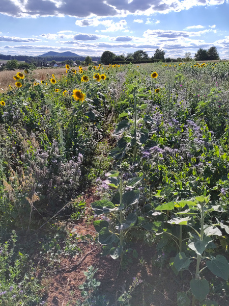 KI generiert: Das Bild zeigt ein Feld mit blühenden Sonnenblumen unter einem blauen Himmel mit einigen Wolken. Im Hintergrund sind Berge und Bäume zu sehen.
