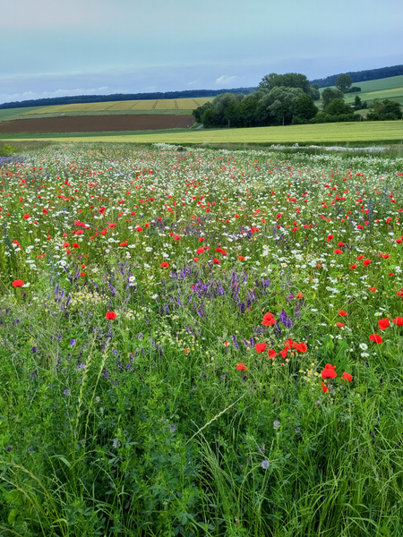 KI generiert: Das Bild zeigt eine blühende Wiese mit zahlreichen bunten Wildblumen, darunter rote Mohnblumen und weiße Margeriten. Im Hintergrund sind sanft geschwungene landwirtschaftliche Felder und Bäume zu sehen.