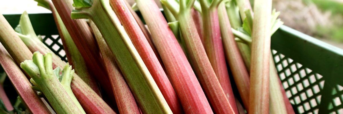 KI generiert: Rhabarberstangen in einem grünen Korb.
