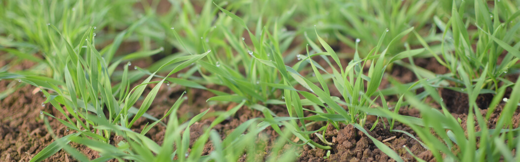 KI generiert: Nahaufnahme von jungen grünen Pflanzentrieben im Boden.