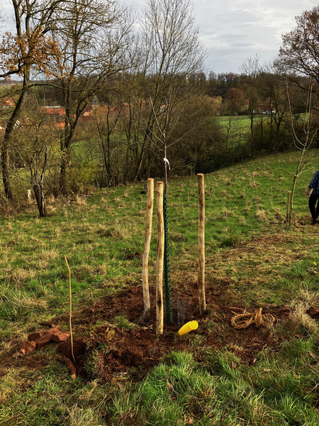 KI generiert: Das Bild zeigt einen frisch gepflanzten jungen Baum, der mit mehreren Holzpfählen gestützt ist, in einer ländlichen Umgebung. Im Hintergrund sind einige Bäume und Felder zu sehen.