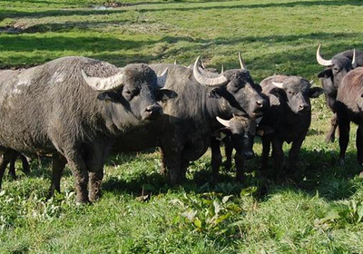 Produktfoto zu Wasserbüffel-Braten ca. 2,5kg
