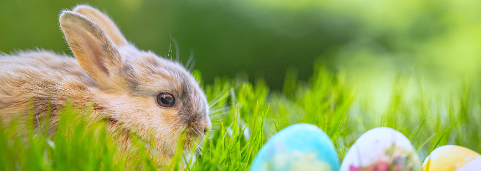 KI generiert: Ein Kaninchen neben bunt bemalten Eiern im Gras.