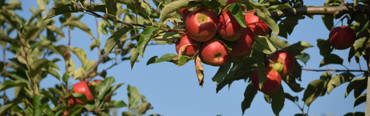 KI generiert: Rote Äpfel hängen an einem Ast mit grünen Blättern vor klarem, blauem Himmel.