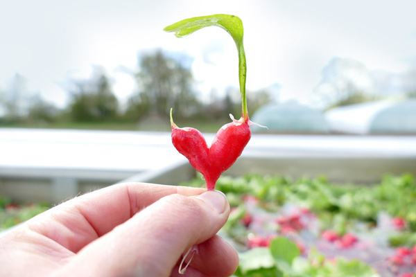 KI generiert: Ein herzförmiges Radieschen wird von einer Hand gehalten, mit grünem Blatt im Hintergrund.