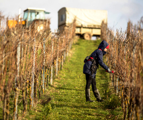 Rebschnitt Zukunftweine Weingut Schönhals