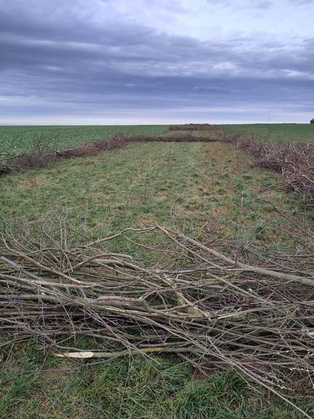 KI generiert: Das Bild zeigt einen ländlichen Weg, der von kahlen Ästen und Zweigen gesäumt ist. Im Hintergrund erstreckt sich ein grünes Feld unter einem bewölkten Himmel.