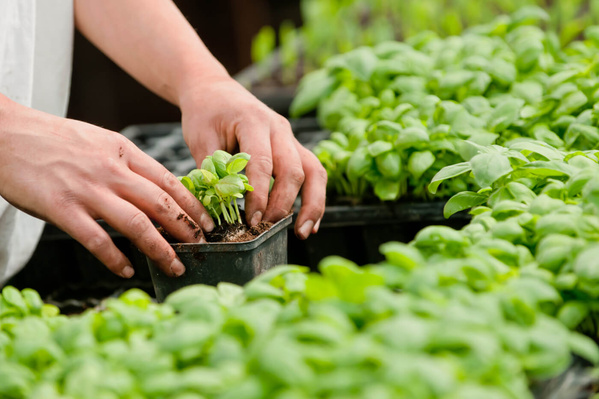 KI generiert: Hände pflanzen Setzlinge in einem Topf zwischen vielen grünen Pflanzen.