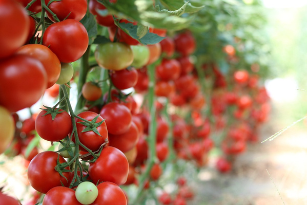 KI generiert: Rote Tomaten wachsen an Pflanzen in einem Gewächshaus oder Garten.