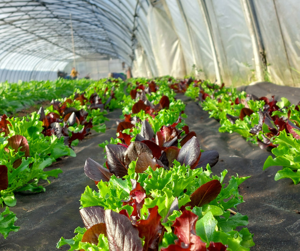 KI generiert: Ein Gewächshaus voller Reihen mit frischem grünem und rotem Salat.