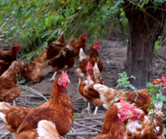 Hühner Gallina Auslauf 