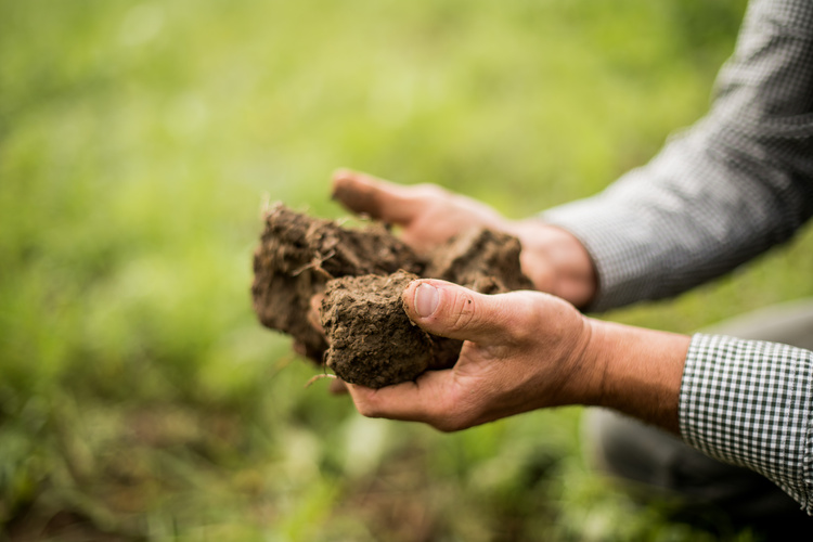 KI generiert: Hände halten einen Klumpen Erde auf einer Wiese.