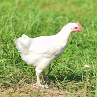 Ein Zweinutzungshahn