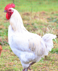 Zweinutzungshahn von Landliesel