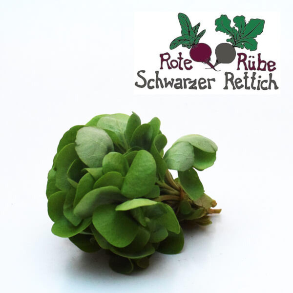Produktfoto zu Sommerportulak 100g