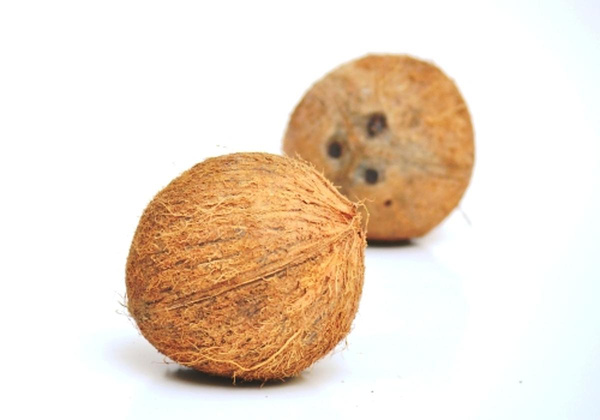 Produktfoto zu Kokosnuß ganz