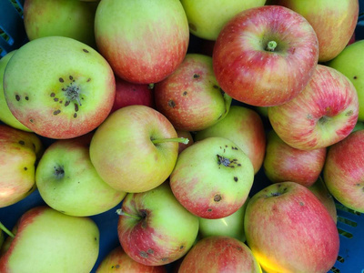 Produktfoto zu Apfel 2. Wahl