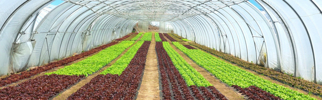 KI generiert: Ein großes Gewächshaus mit Reihen von grünem und rotem Salat.