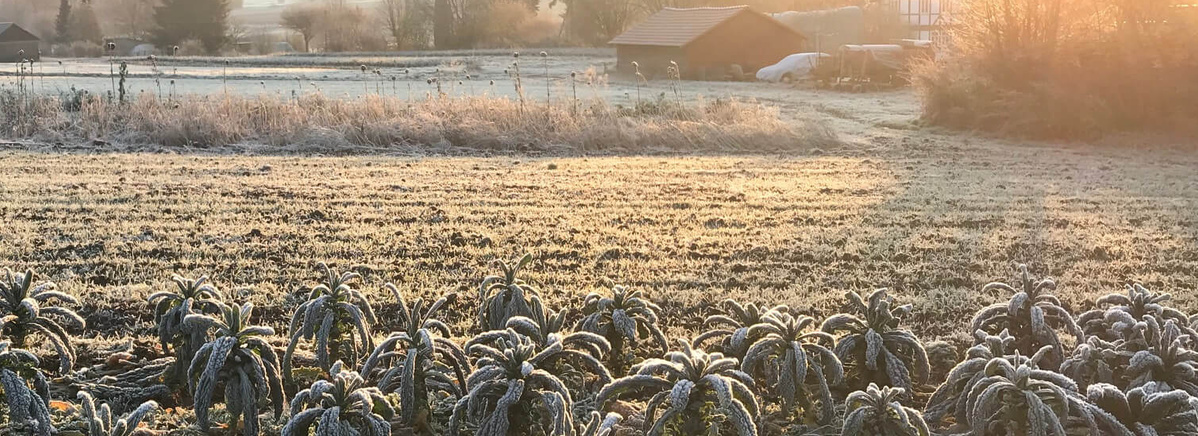 KI generiert: Vereistes Feld bei Sonnenaufgang mit Bäumen und einem kleinen Gebäude im Hintergrund.