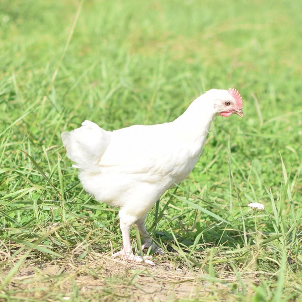 Produktfoto zu Suppenhuhn von Geflügel Roth