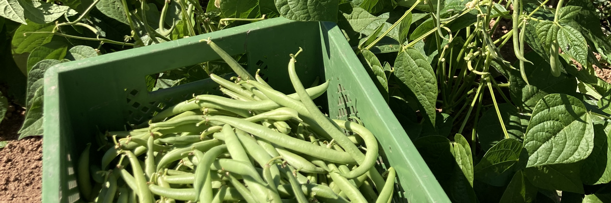 Buschbohnen aus eigener Ernte