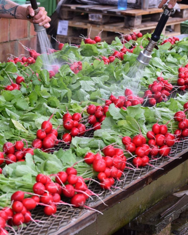 KI generiert: Bündel von Radieschen werden mit Wasser abgespritzt.