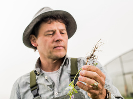 Kleegras mit Knöllchenbakterien