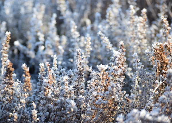 KI generiert: Nahaufnahme von frostbedeckten Gräsern in einem winterlichen Feld.