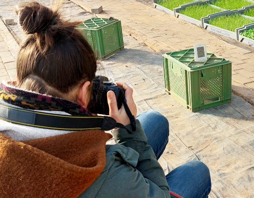 KI generiert: Eine Person fotografiert in einem Gewächshaus eine grüne Kiste mit einer Temperaturanzeige darauf.