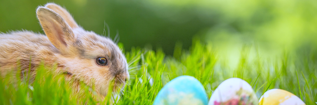 Forsythie in der Gärtnerei