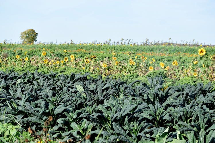 Schwarzkohl und Sonnenblumen auf dem herbstlichen Acker