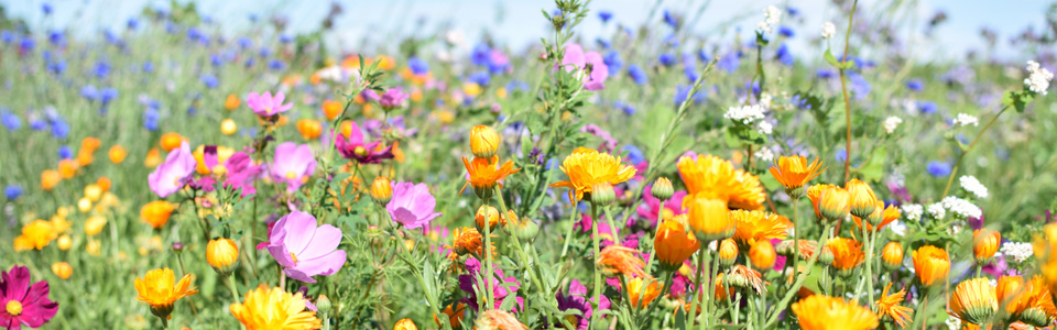 Projekt Blühpatenschaften