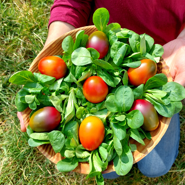 Mangold Pasta mit Zitrone