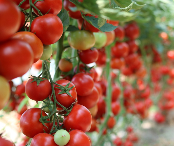 KI generiert: Reife Tomaten hängen an Pflanzen in einem Gewächshaus.