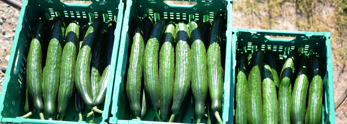 Salatgurken aus eigener Ernte