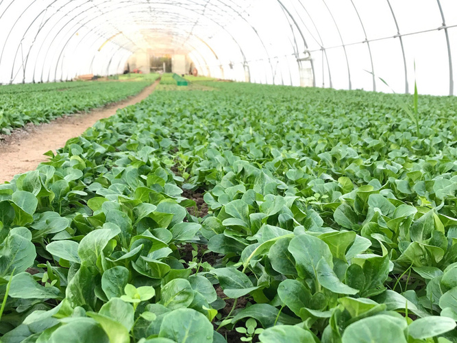 Feldsalat im Folientunnel